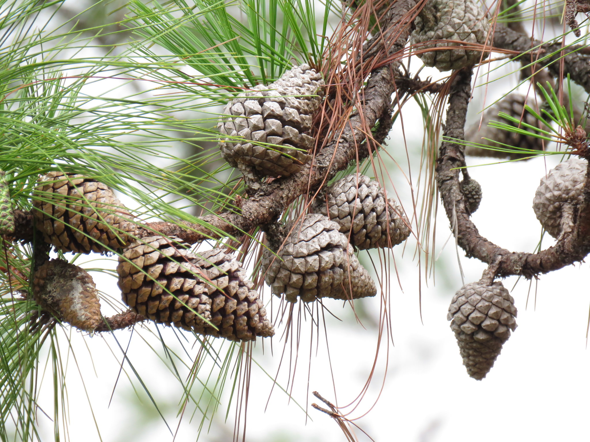 Pinus oocarpa